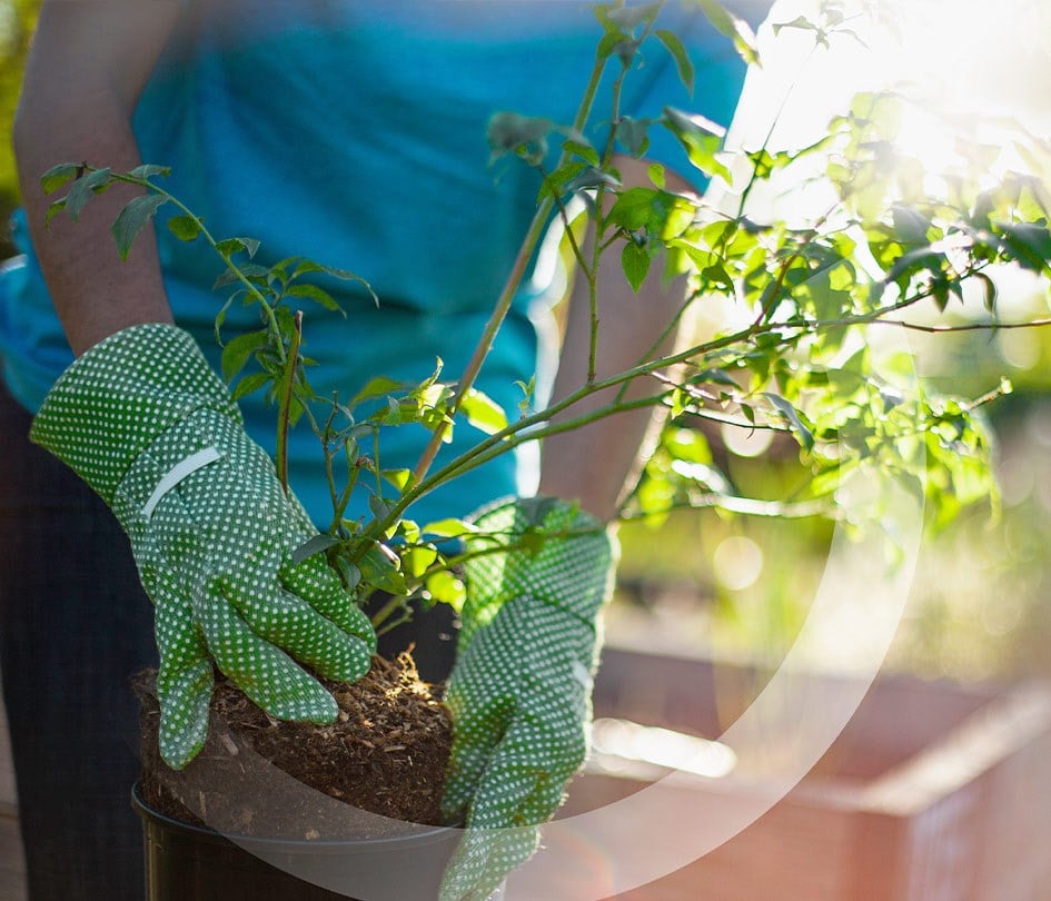 Woman wearing gardening gloves replanting a plant from a pot, symbolizing care for natural resources.