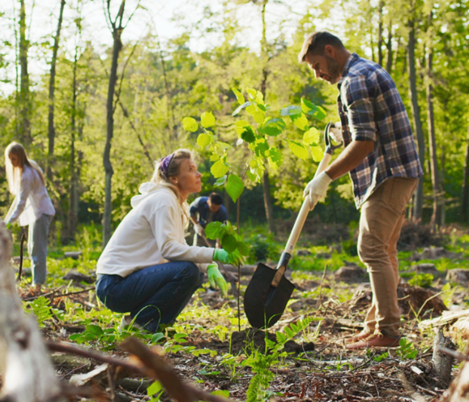 Group of People Planting Trees